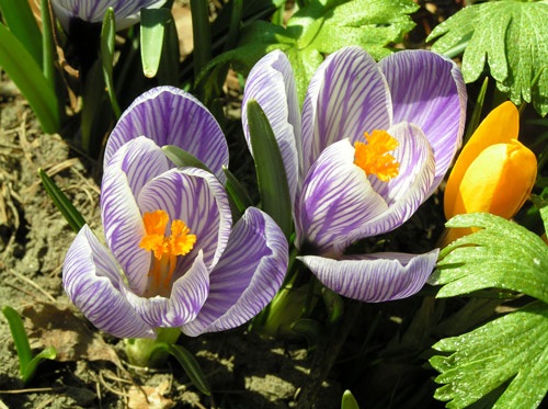 Frühling